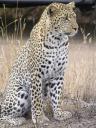 250px-leopard_africa.jpg